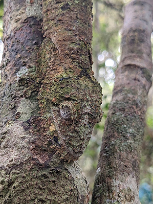 leaf tail gecko on tree trunk